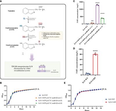 Engineered 5-HT producing gut probiotic improves gastrointestinal motility and behavior disorder